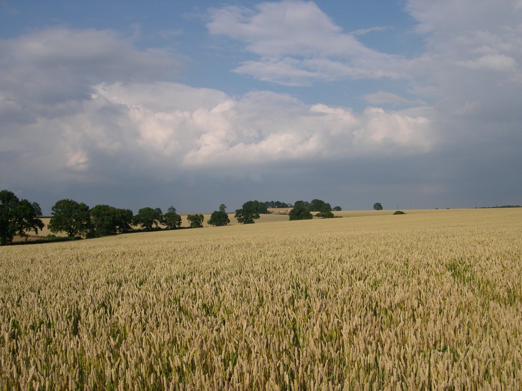 cornfield