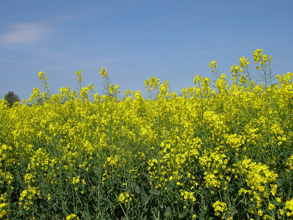 rapeseedflowers