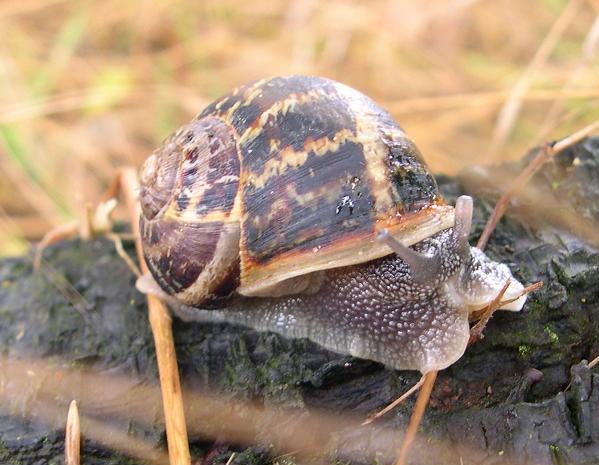 snailuse